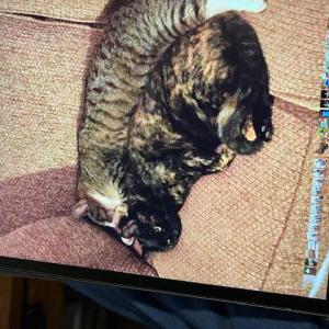 Image of Lola, Lost Cat