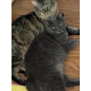 Image of Stone, Lost Cat