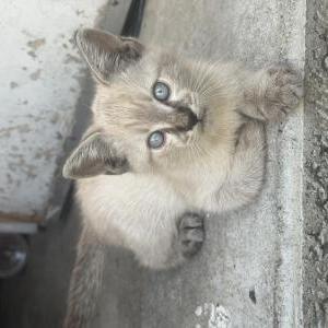 Image of Mochi, Lost Cat