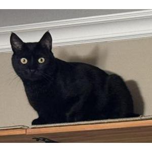 Lost 2 Tiger (California)