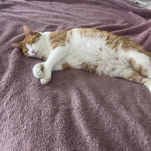Image of Max, Lost Cat