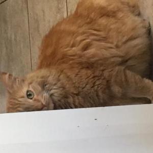 Lost Cat Cleo