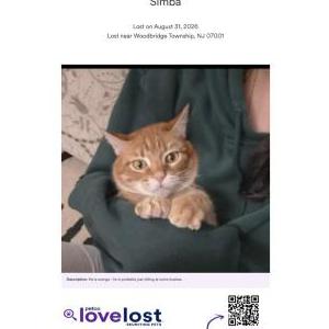 Image of Simba, Lost Cat