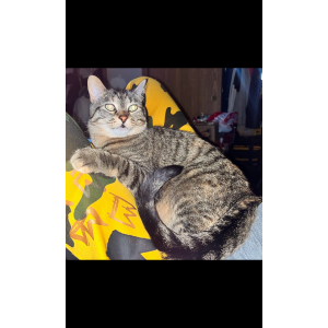 Image of Genie aka GiGi, Lost Cat