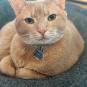 Image of Toby, Lost Cat