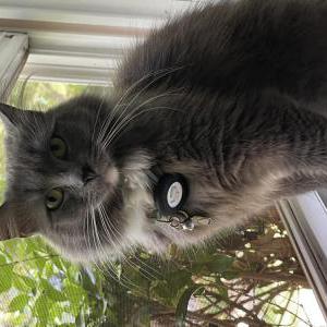 Image of Lady Gray, Lost Cat