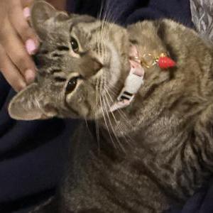 Image of Pandora, Lost Cat