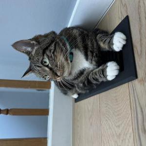 Image of Poppy, Lost Cat