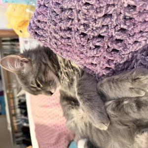 Image of Eddie, Lost Cat