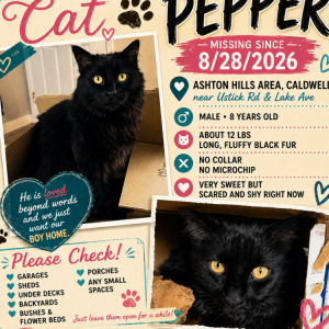 Image of Pepper, Lost Cat