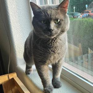 Image of unknown, Found Cat