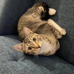 Image of Ned, Lost Cat