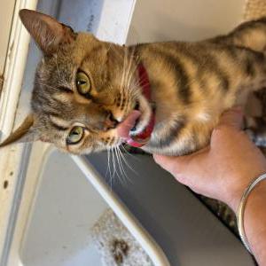Found 2 Unknown (CA)