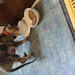 2nd Image of Unknown, Found Cat
