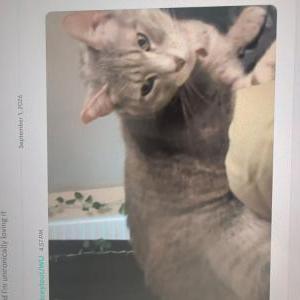 Image of Seraphina, Lost Cat