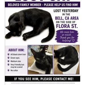 Image of Kitty, Lost Cat