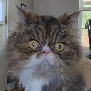 Image of Broja, Lost Cat