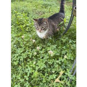Image of Loki, Lost Cat