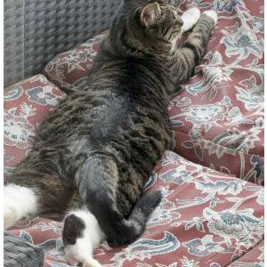 2nd Image of Squeakers, Lost Cat