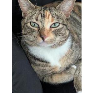 Lost Cat Cleo