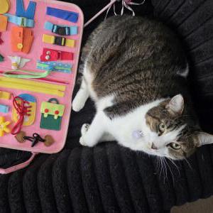 Image of Luna, Lost Cat