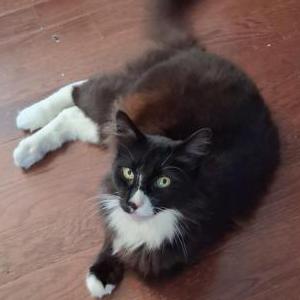 Lost Cat Meshach