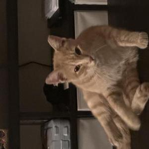 Image of unknown, Found Cat