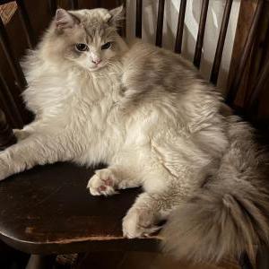 Image of Theo, Lost Cat