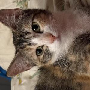 Lost Cat Sheila