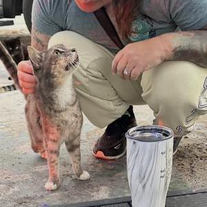 Image of Hank, Lost Cat