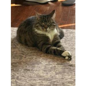Image of Bit Bit, Lost Cat