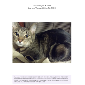 Image of Cricket, Lost Cat