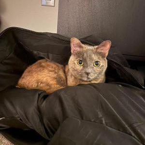 Image of Phoebe, Lost Cat