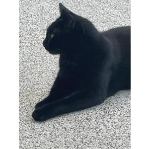Image of Gabby, Lost Cat