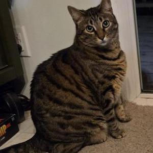 Lost Cat Dexter