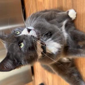 Lost Cat Nugget