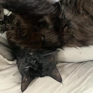 Image of Lucifer, Lost Cat
