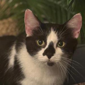 Lost Cat Neema