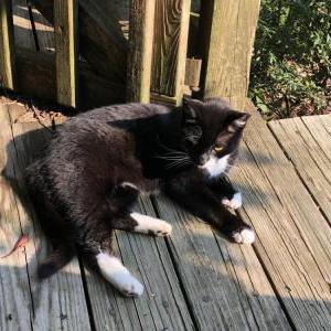 Image of Gigi, Lost Cat