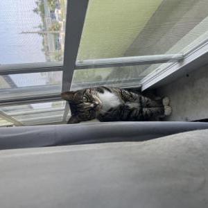 Lost Cat Mocha