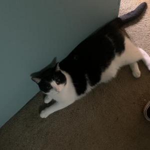 Lost Cat Rhett