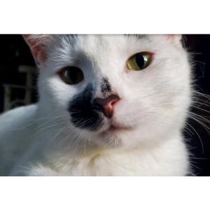 Image of Mimikyu, Lost Cat