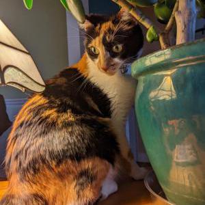 Lost Cat Ditalini