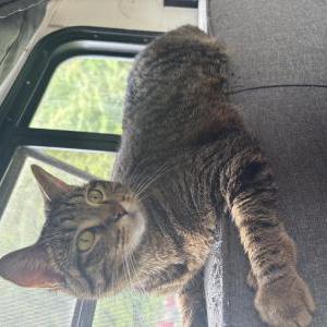 Image of Luna, Lost Cat