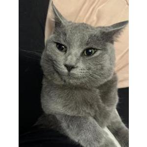 Image of Minnie, Lost Cat