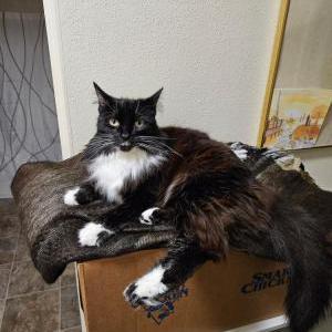 Lost Cat Babai