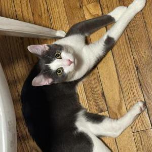 Lost 2 Choto (New Jersey)