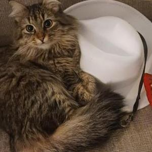 Image of Boots, Lost Cat
