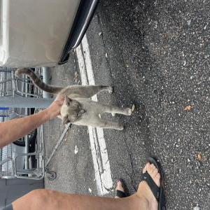 Image of Unknown, Found Cat