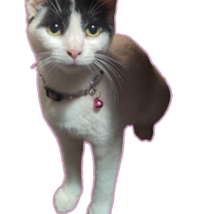 Lost Cat Butterfly Face